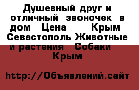 Душевный друг и отличный “звоночек“ в дом › Цена ­ 1 - Крым, Севастополь Животные и растения » Собаки   . Крым